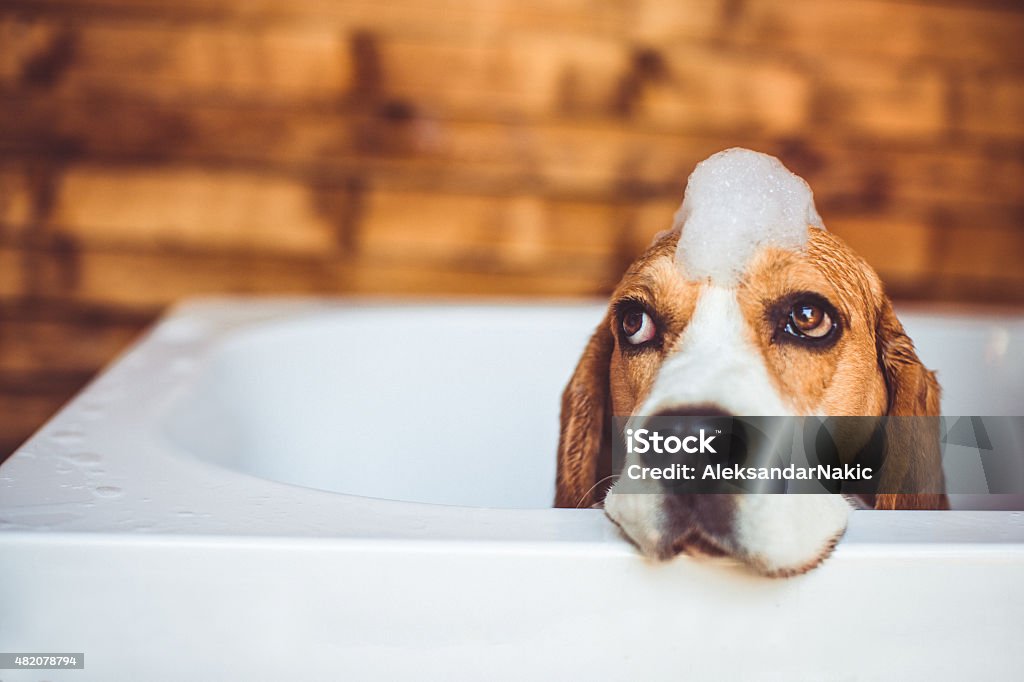Beagle dog having a bath Beagle dog covered in foam trying to escape the bathtub, while having a bath Dog Stock Photo