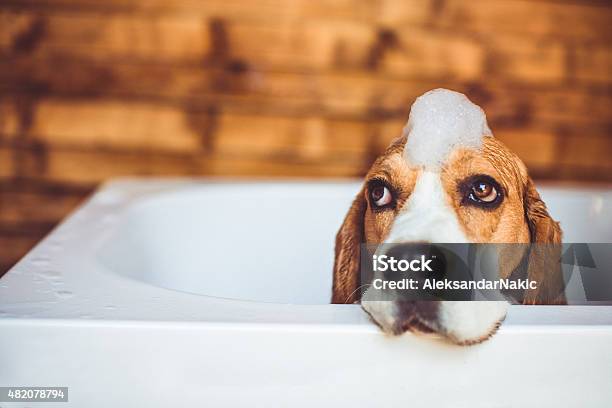 Beagle Dog Having A Bath Stock Photo - Download Image Now - Dog, Bathtub, Cute