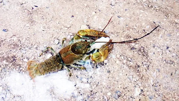 Photo of Crayfish in the water