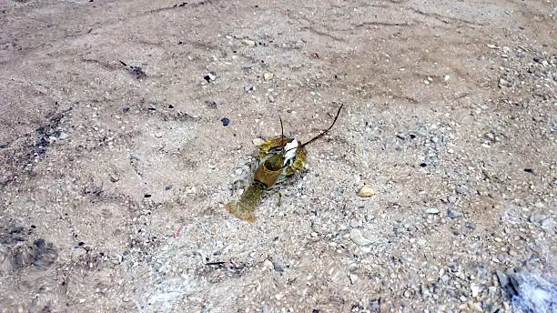 Photo of Crayfish in the water