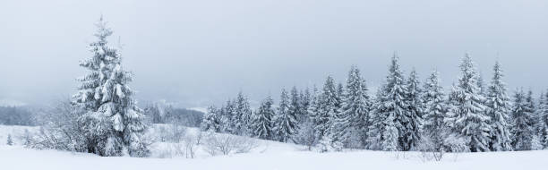 istock Spruce Tree Forest Covered by Snow in Winter Landscape 482079774