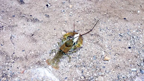 Photo of Crayfish in the water