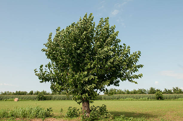 mulberry tree - mulberry bush zdjęcia i obrazy z banku zdjęć