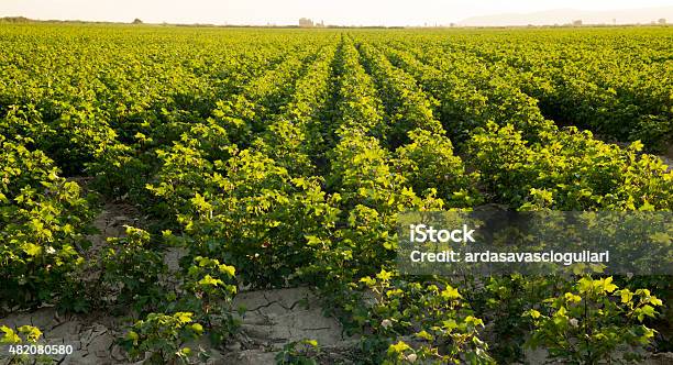 Foto de Campo Scape e mais fotos de stock de 2015 - 2015, Agricultura, Ajardinado