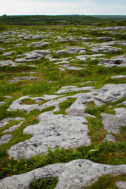Rocks emerging in a field stock photo