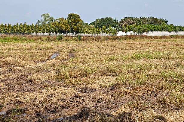 istock Prepared rice field in Thailand 482080936