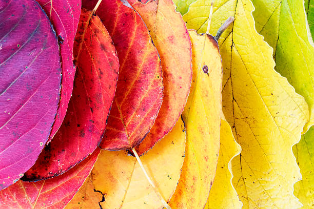 istock autumn  background, colorful leaves arranged as a rainbow 482081048