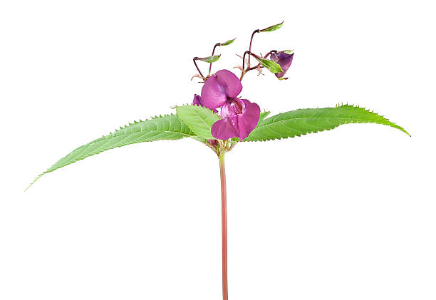 Himalayan balsam, Impatiens glandulifera isolated on white background Himalayan balsam, Impatiens glandulifera isolated on white background ornamental jewelweed stock pictures, royalty-free photos & images