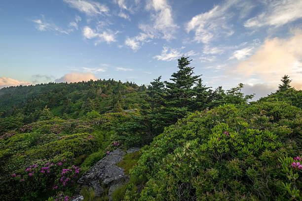 istock Roan Mountain Spring Rhododenron Blooms 9 482083754
