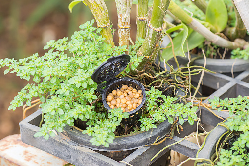 Ocrhid with yellow granular fertilizer in black basket in plant nursery.