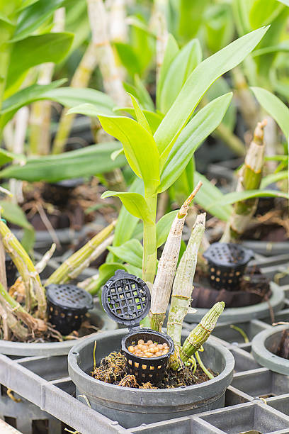 istock Ocrhid with yellow granular fertilizer in black basket. 482083808