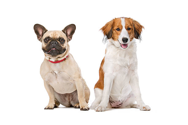 istock French Bulldog and a Kooiker Dog 482084026