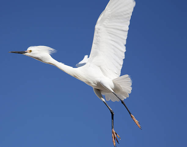 istock white snow egret  on the roof on a background blue sky 482084290