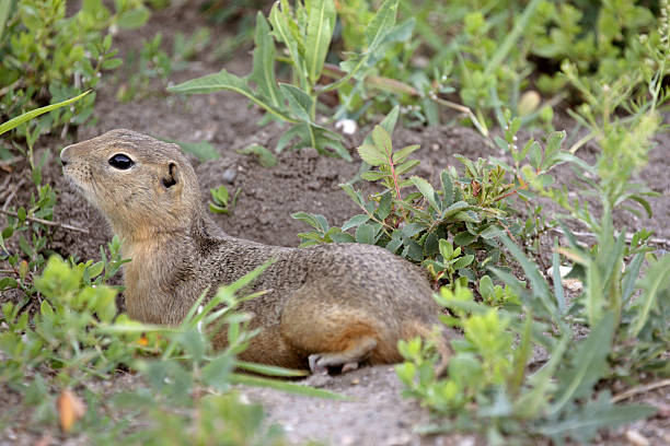 istock Richardson Ground Squirrel resting near burrow 482084671