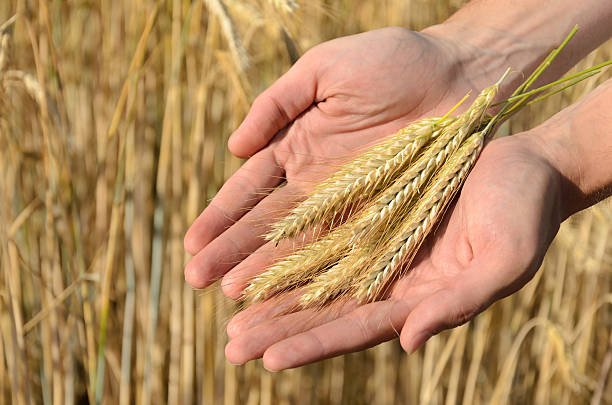 мужчина держит уши пшеницы, - human hand merchandise wheat farmer стоковые фото и изображения