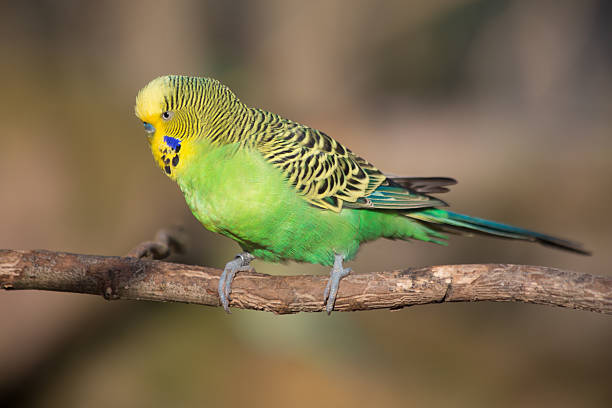 istock Budgie sitting on a branch - Stock image 482088032