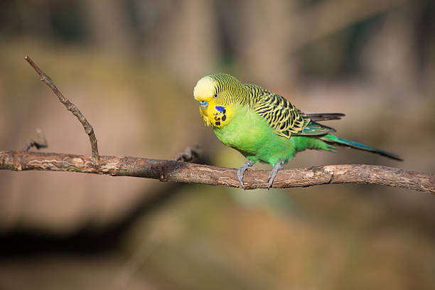 istock Budgie sitting on a branch - Stock image 482088034