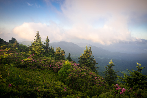 The spring rhododenron blooms at grassy ridge in the Roan Highlands of the Blue Ridge Mountains were spectacular this year.