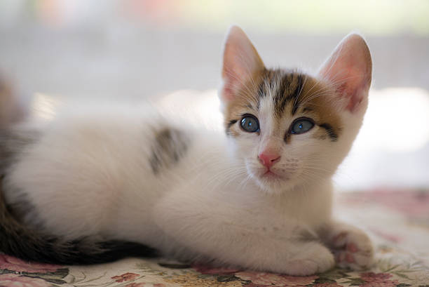 istock White undomesticated pussy 482088460