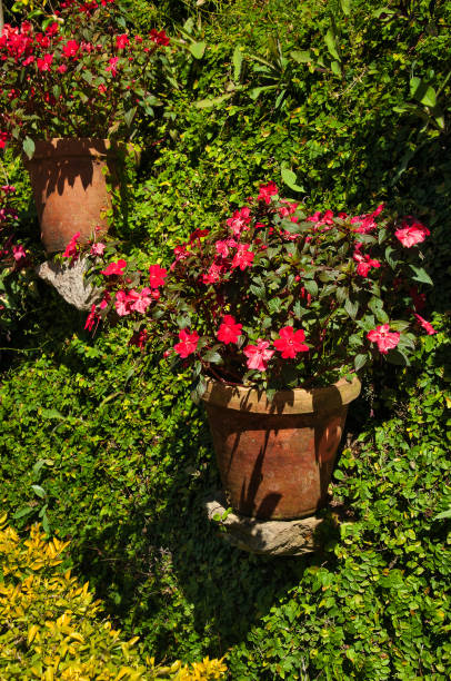 istock Flowerpots with Impatiens flowers 482088842
