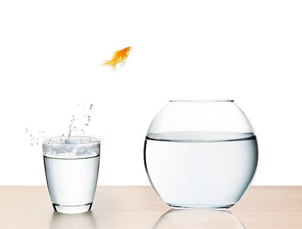 capacidad de saltar fuera del agua - fishbowl crowded goldfish claustrophobic fotografías e imágenes de stock