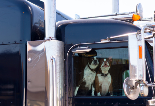Two dogs behind the glass window of the great classical semi truck cab