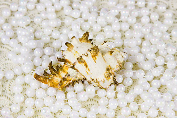 istock one cockleshell and beads of pearls 482091409