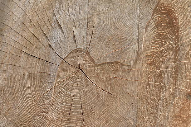 istock Age of the oak 482091742