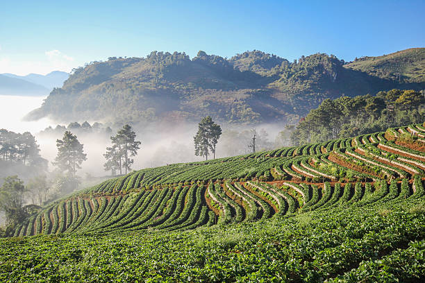 istock Doi Angkhang mountain, chiangmai, Thailand, strawberry field 482092096