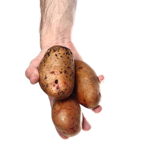 istock Man`s hand holding potatoes isolated on white background 482095200