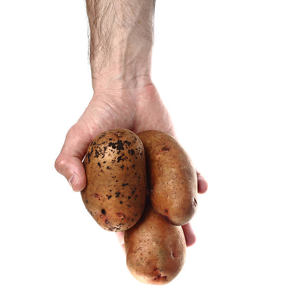 istock Man`s hand holding potatoes isolated on white background 482096530