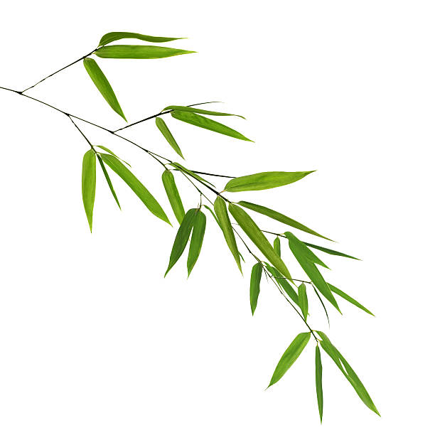 istock branch of green bamboo on white 482097761