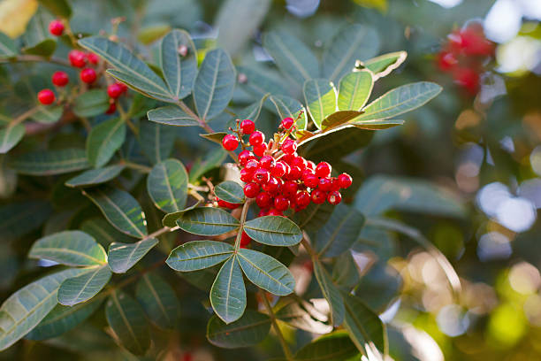 Schinus terebinthifolius, Brazilian pepper, aroeira, rose pepper Fruits (berry) of Schinus terebinthifolius, Brazilian pepper, aroeira, rose pepper, Christmasberry tree. Selective focus on berry. Natural lights on background rio parana stock pictures, royalty-free photos & images