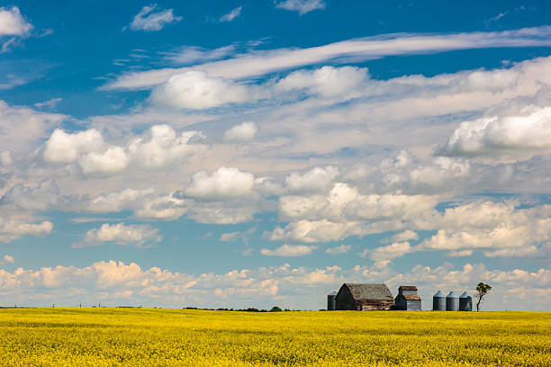 farm feria - manitoba fotografías e imágenes de stock