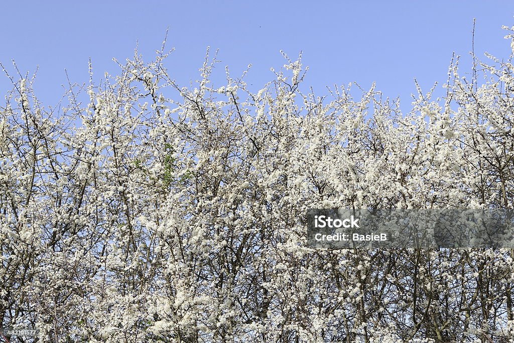 Hawthorn in voller Blüte - Lizenzfrei Blume Stock-Foto