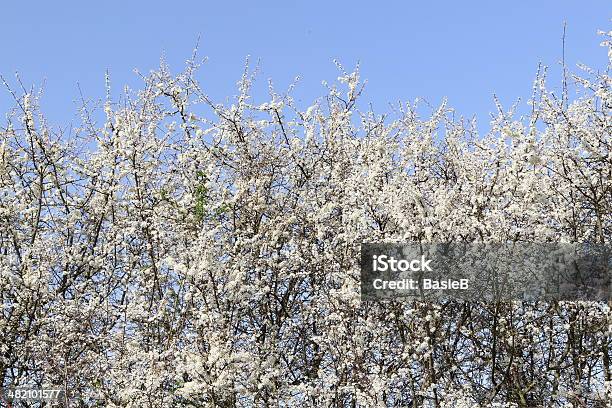 Hawthorn In Voller Blüte Stockfoto und mehr Bilder von Blume - Blume, Weißdorn - Strauch, Baumblüte