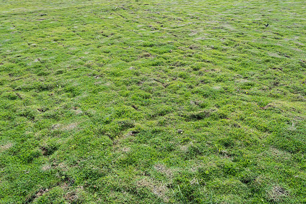 istock planting new sod grass in the garden 482101594