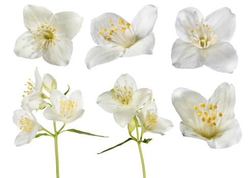 jasmin flowers collection isolated on white background