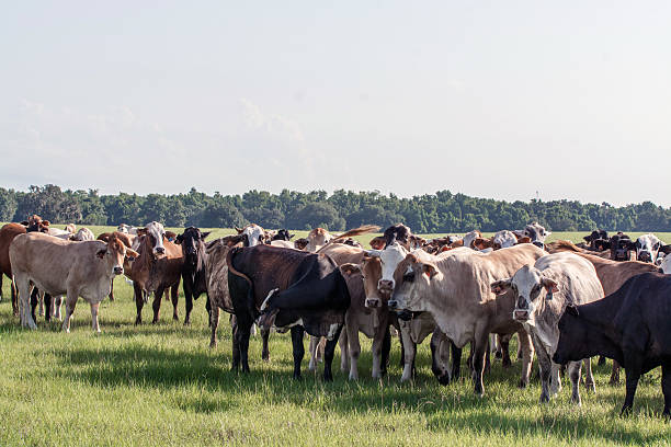 istock Herd of cows with horn flies 482102026