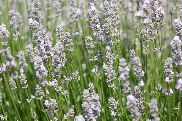 istock White Lavender flowers, close-up 482102177