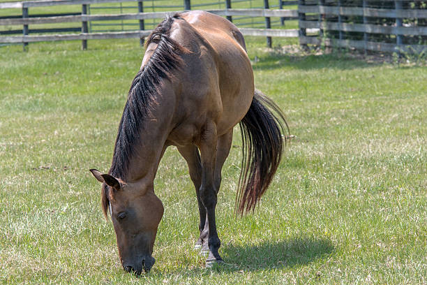 istock Grazing bay horse 482102212