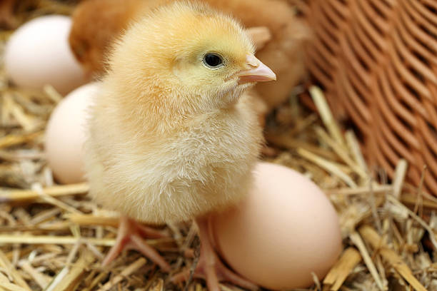 istock Little chicks in the hay with eggs 482102619