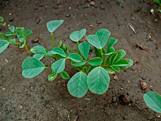 istock Plant of Fenugreek 482102975