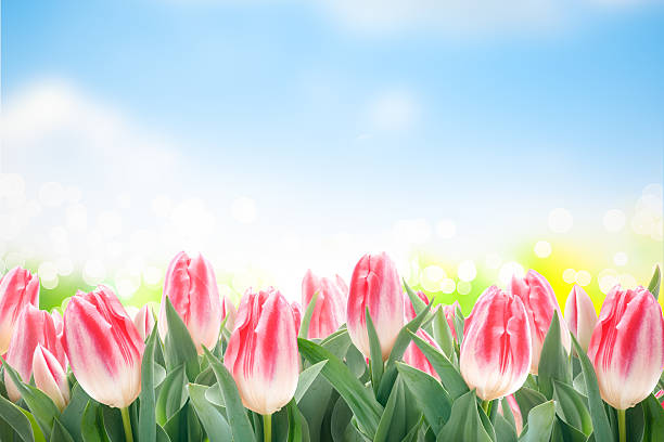 istock Spring tulips flowers in green grass 482103781