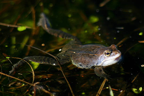 istock Moor frog - Rana arvalis 482104047