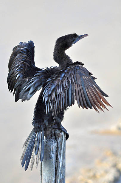 Little Cormorant in Thailand