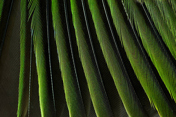 green bird wing feather stock photo