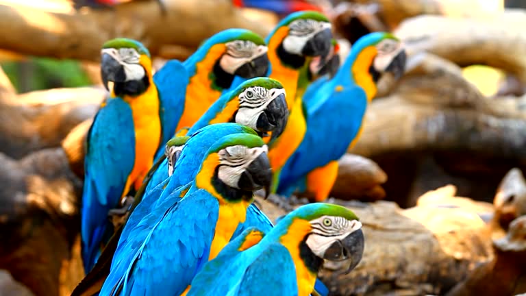 Group macaw parrots