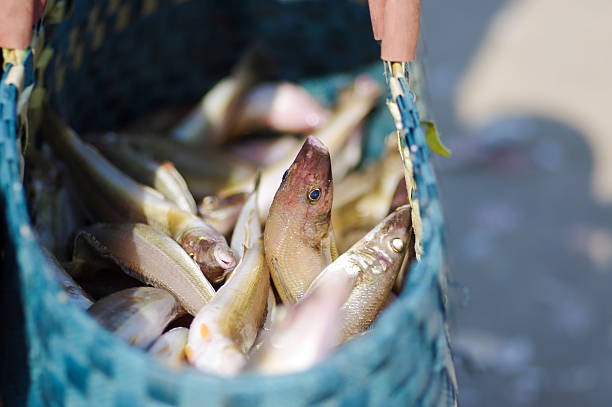 fresh fish stock photo