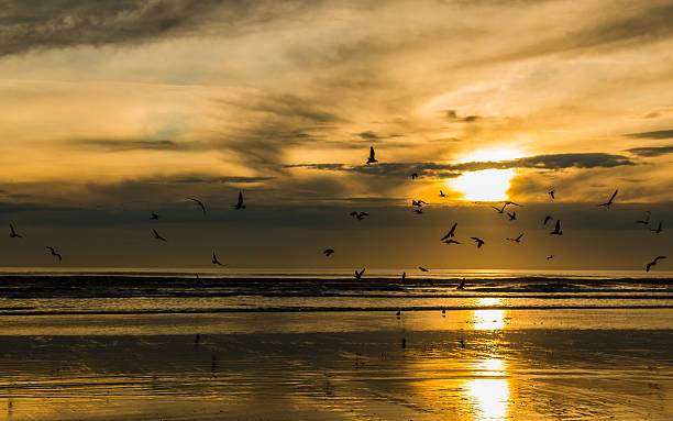 istock Birds Of The Sea 482105548